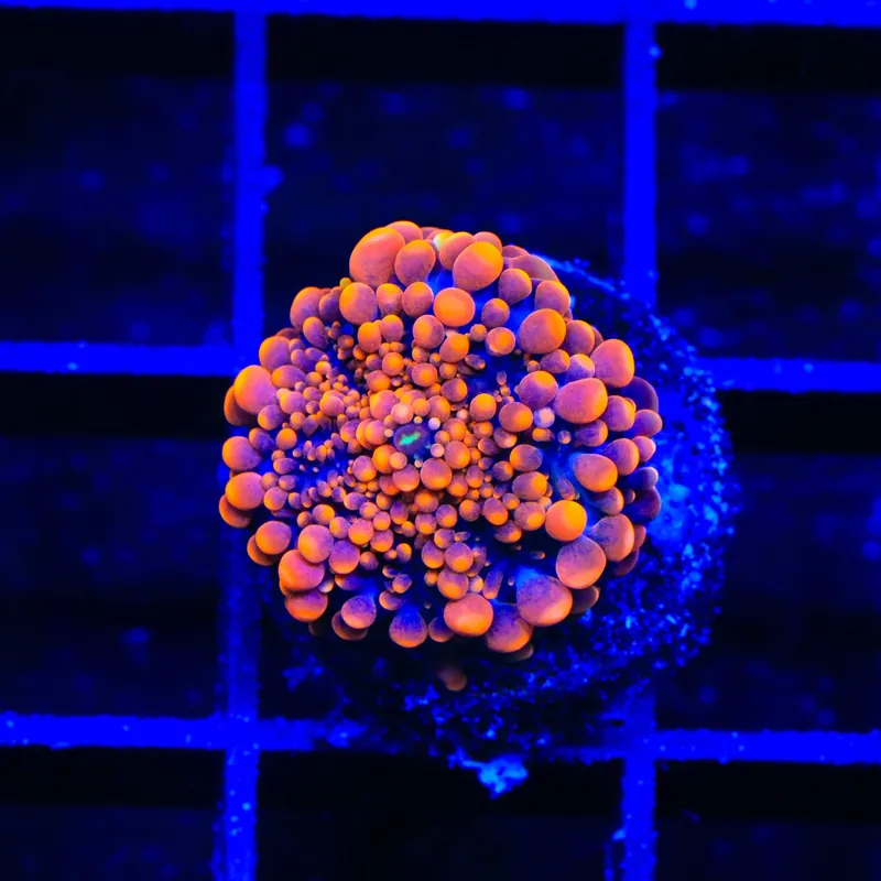 TSA BBL Bounce Yuma Coral - TSA Coral
