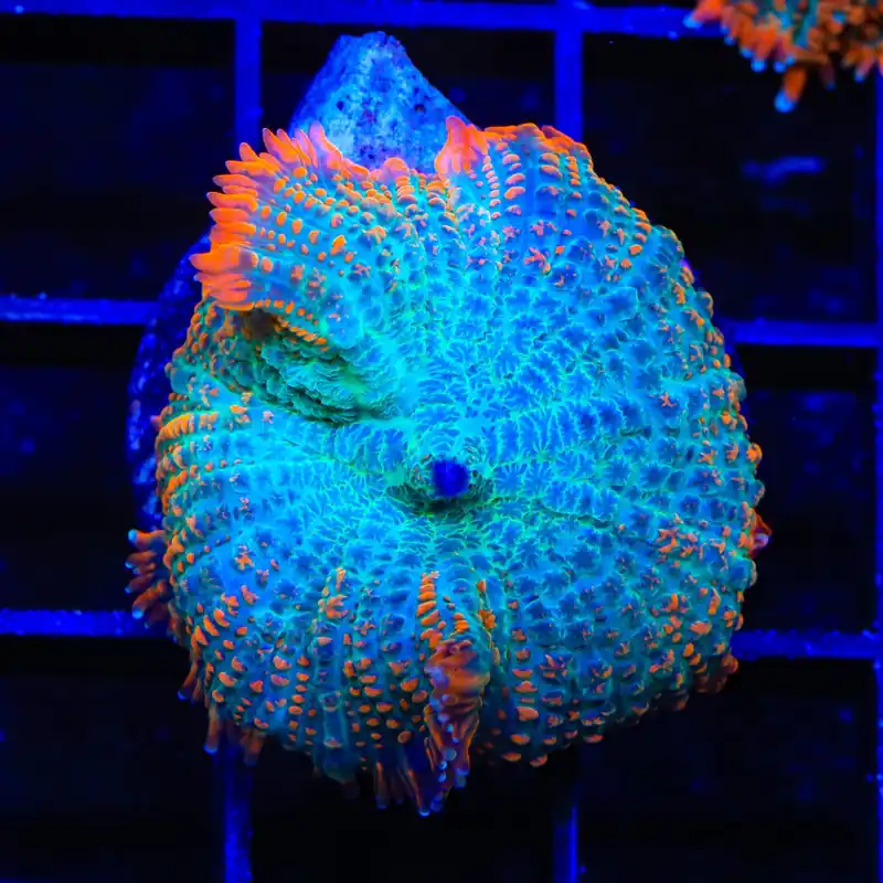 Flash Burn Mushroom Coral - TSA Coral