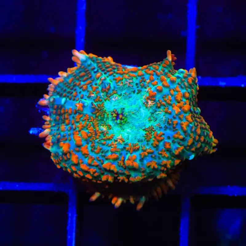 TSA Tango Bango Mushroom Coral - TSA Coral