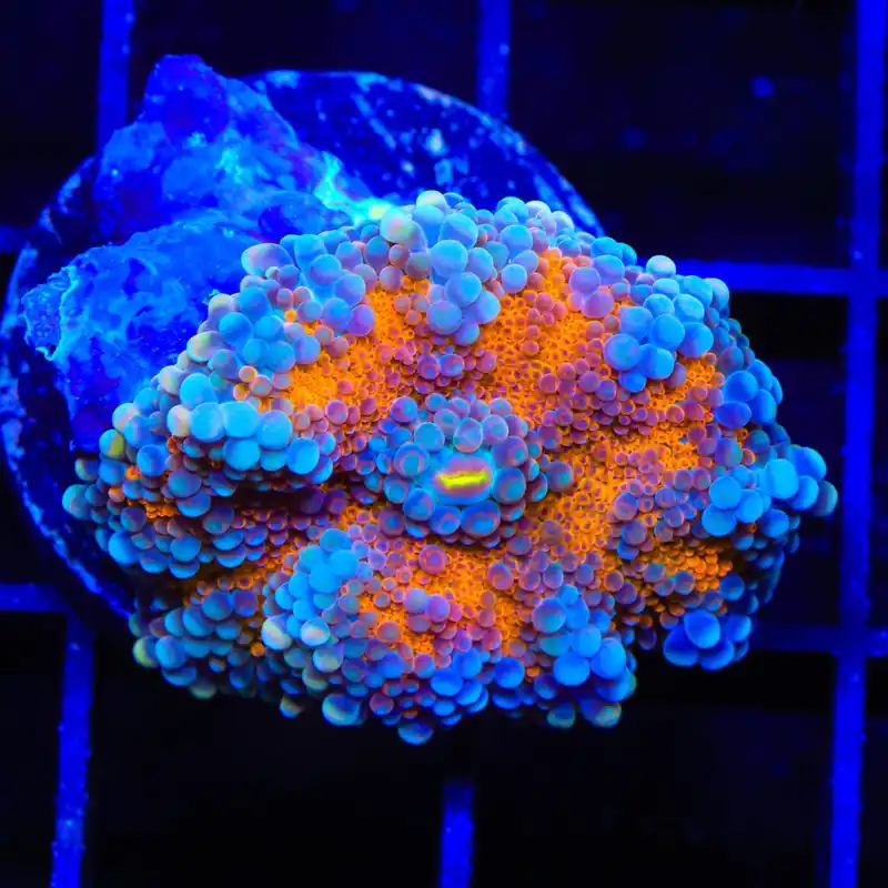 Rainbow Yuma Coral - TSA Coral