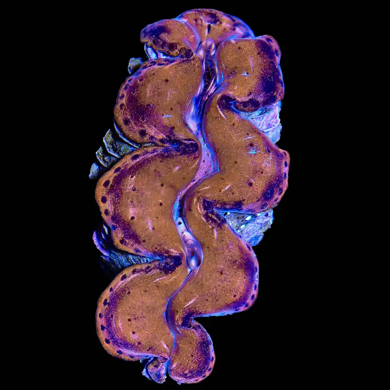 Ultra Gold Squamosa Clam 2" - TSA Coral