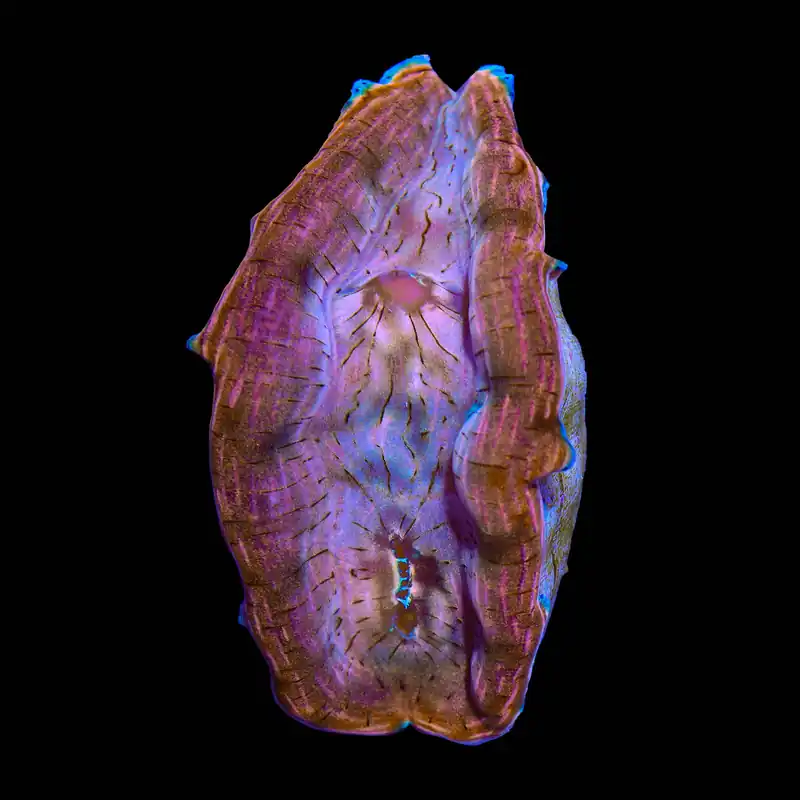 Ultra Derasa Clam 2" - TSA Coral
