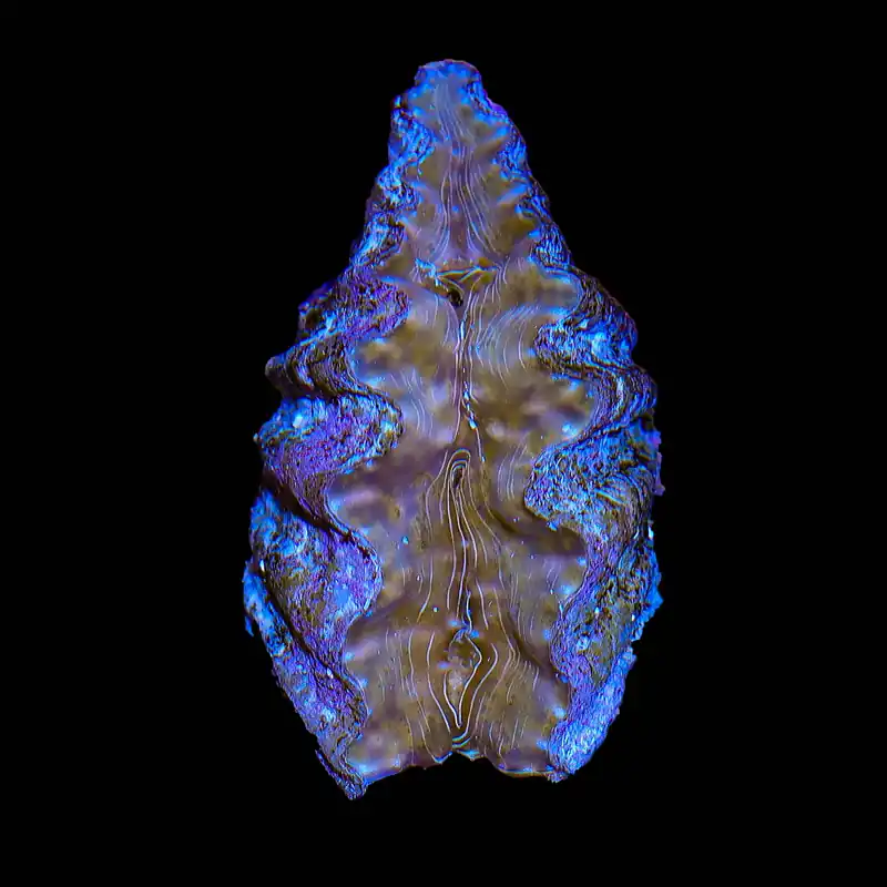 Ultra Hippopus Clam 2" - TSA Coral