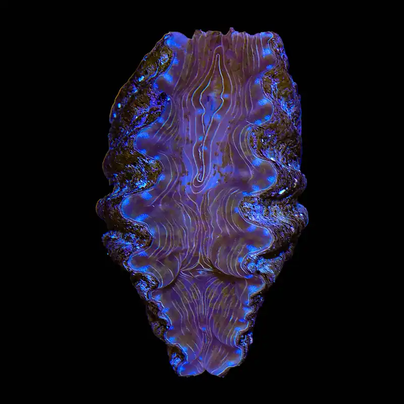 Ultra Hippopus Clam 2" - TSA Coral