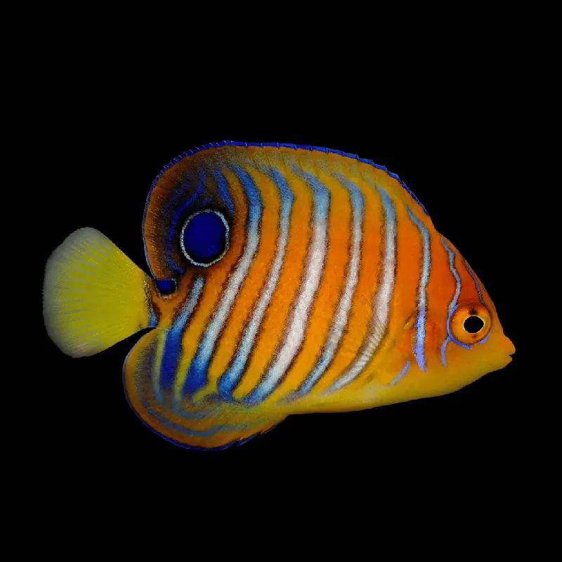 Regal Angelfish - Orange - Juvenile - Pygoplites diacanthus