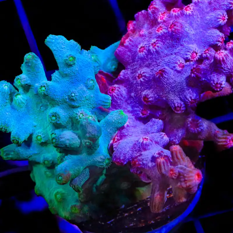 Cool Runnings Combo Branching Cyphastrea Coral - TSA Coral