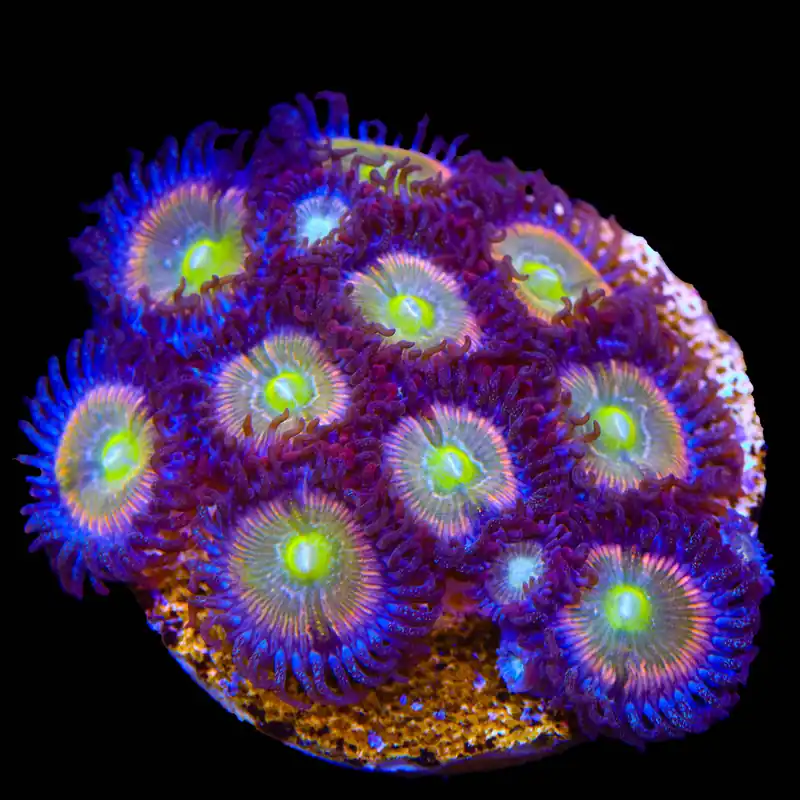 TSA Rainbow Spectrum Zoanthids XL Frag Coral - TSA Coral
