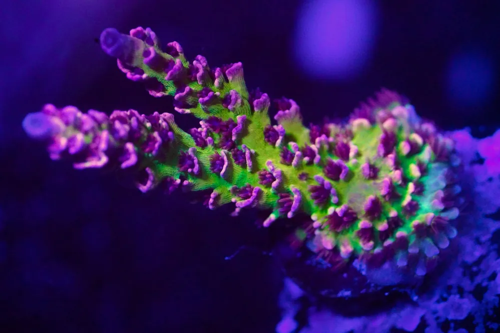 TSA Nebula Tenuis Acropora Coral - Top Shelf Aquatics