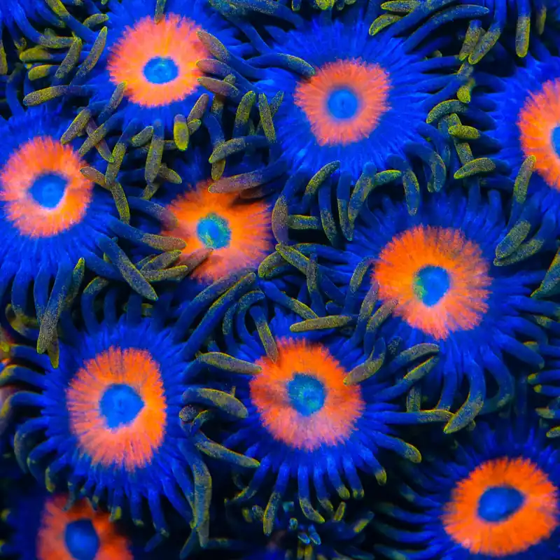 TSA Tiger Eye Zoanthids Coral - TSA Coral