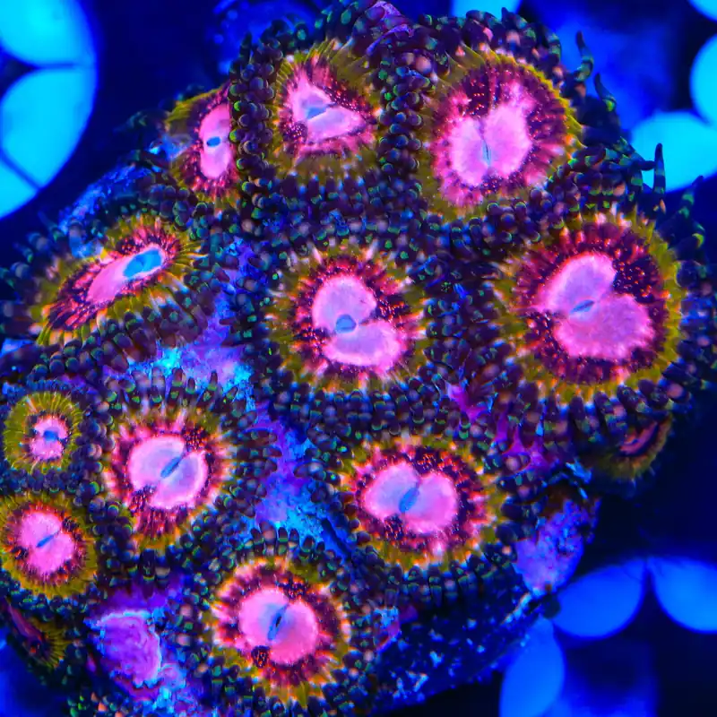 Pink Krakatoa Zoanthids Coral - TSA Coral