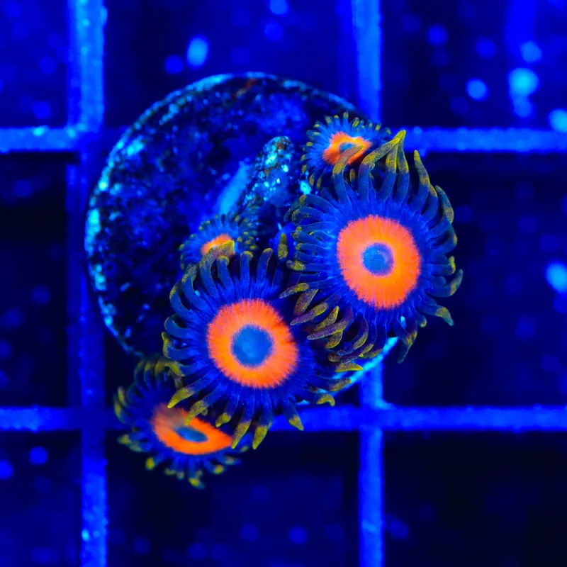 TSA Tiger Eye Zoanthids Coral - TSA Coral