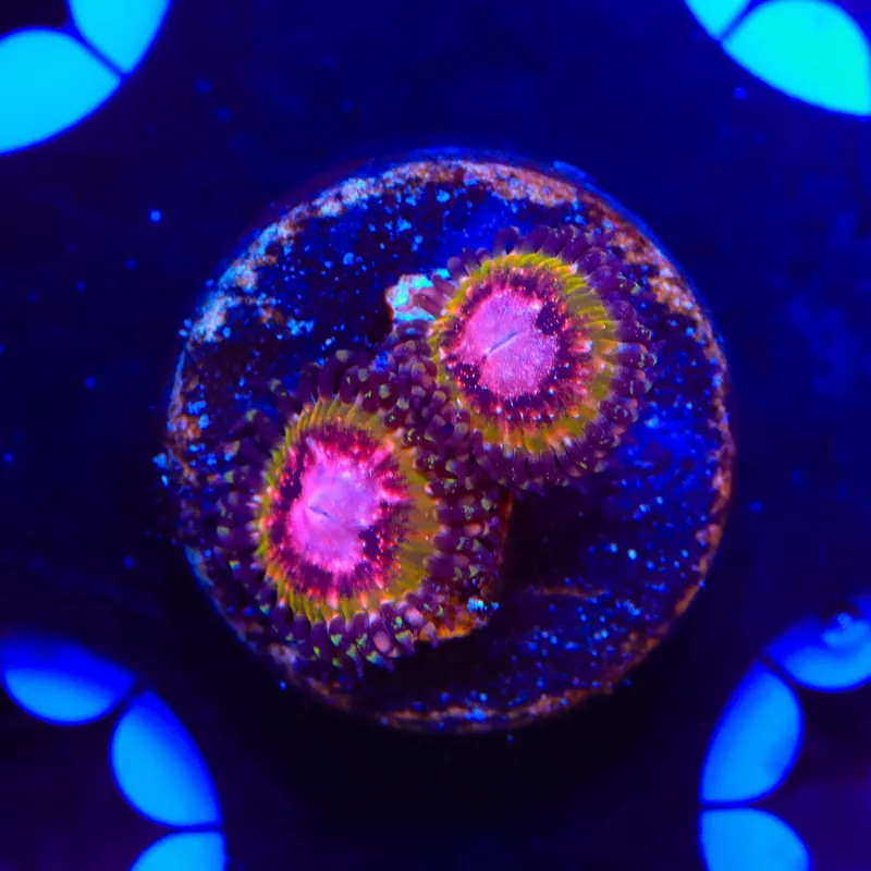 Pink Krakatoa Zoanthids Coral - TSA Coral