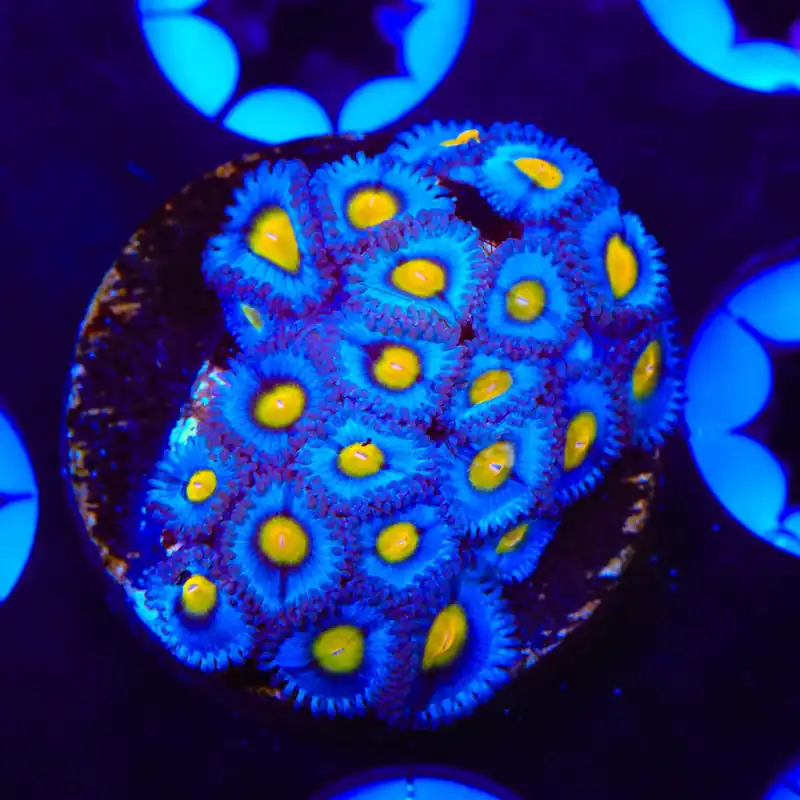 AOI XL Frag Zoanthids Coral - TSA Coral