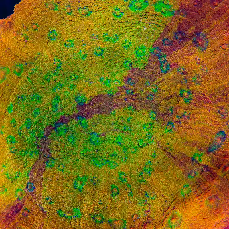 TSA Grafted Sunburst Chalice Coral - TSA Coral