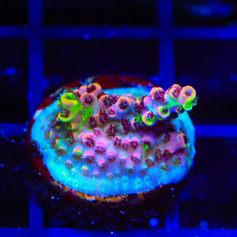 TSA Fruity Splice Acropora Coral - TSA Coral