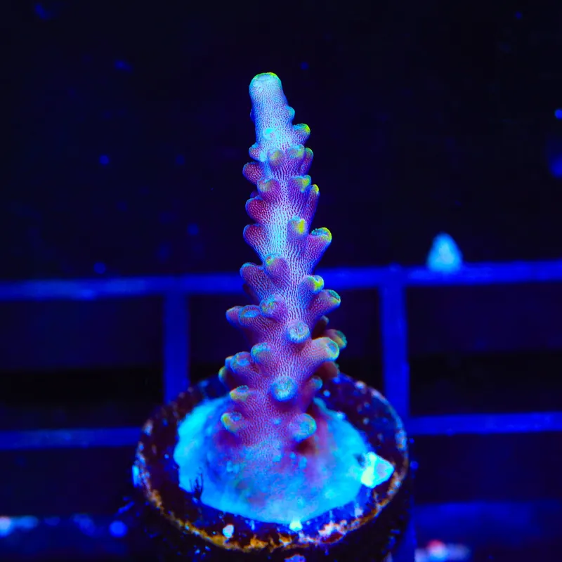 Kobe Bean Acropora Coral - TSA Coral