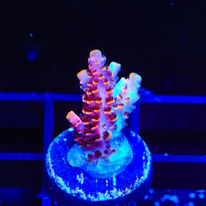 TSA Fruity Pebbles Acropora Coral - TSA Coral
