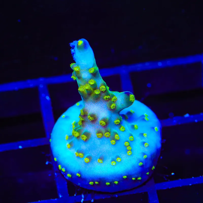 Ari's Avalanche Acropora Coral - TSA Coral