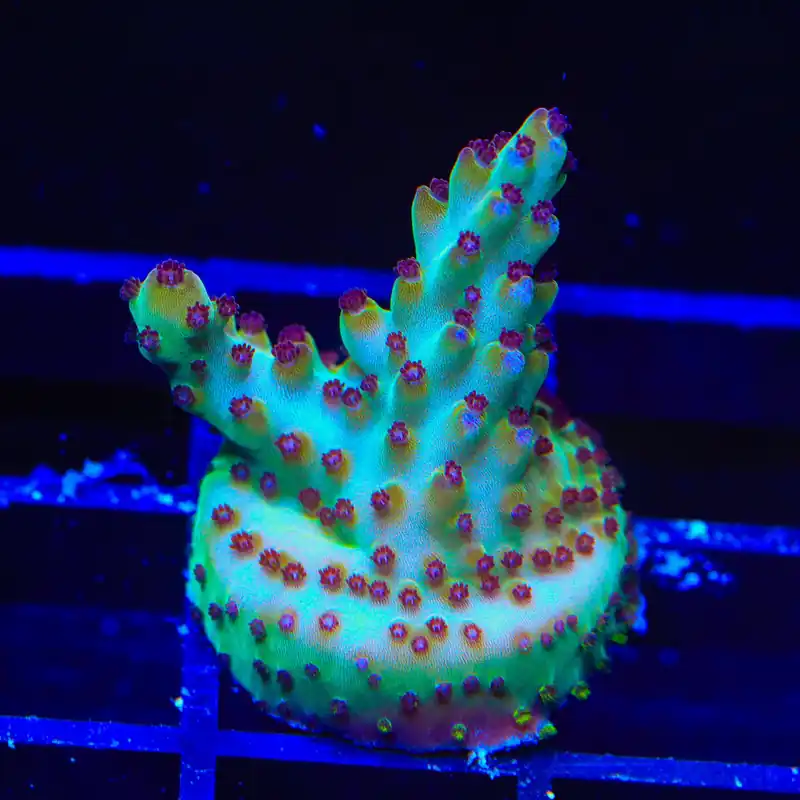 RR Robinhood Acropora Coral - TSA Coral
