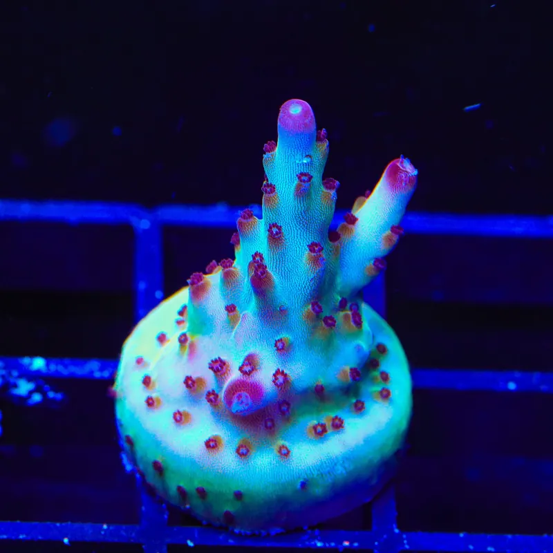 RR Robinhood Acropora Coral - TSA Coral
