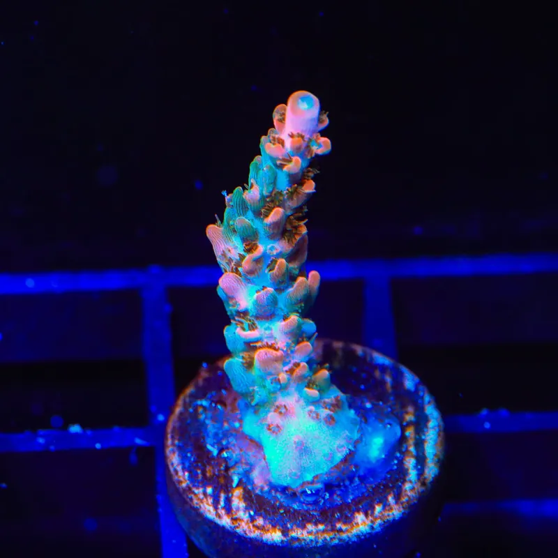 TSA Rose Bloom Acropora Coral - TSA Coral