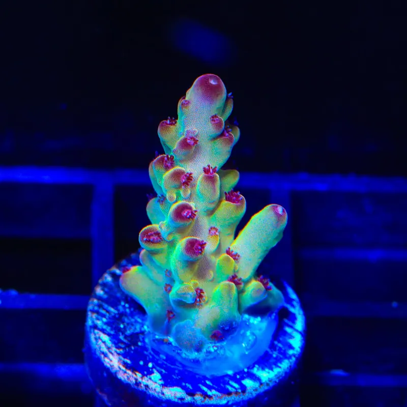 Tusi's Rainbow Granulosa Acropora Coral - TSA Coral