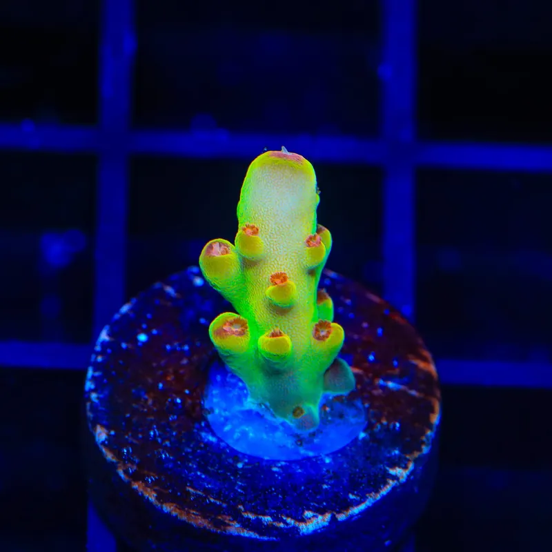 Budgie Smuggler Acropora Coral - TSA Coral