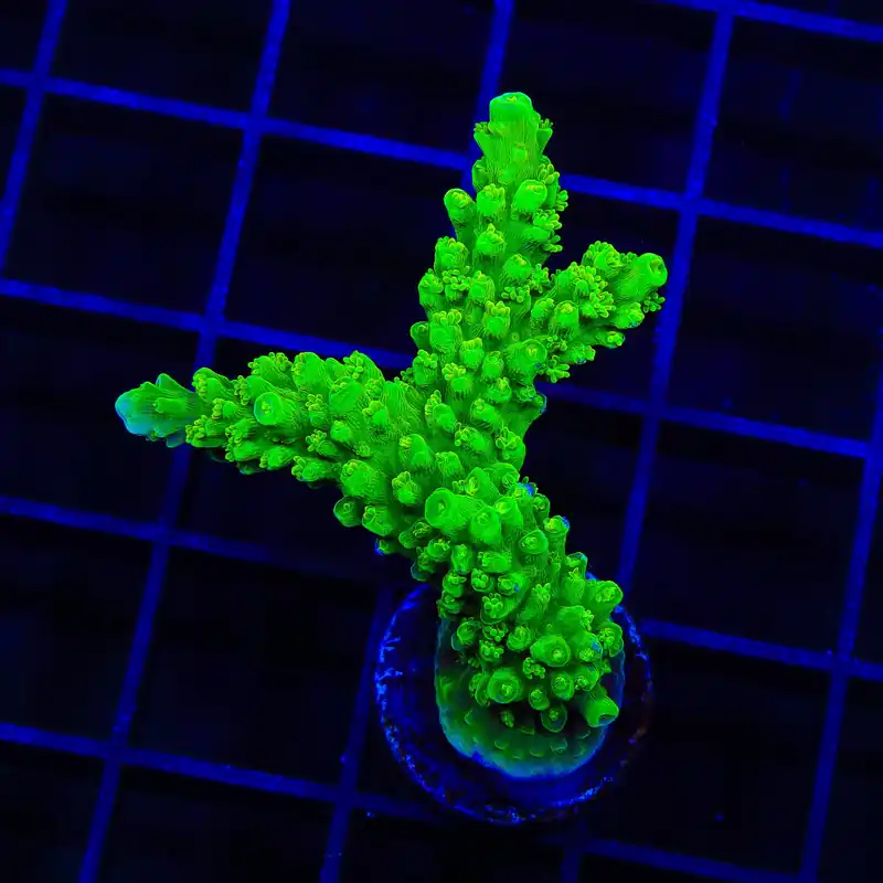 Green Slimer Stag Acropora XL Frag Coral - TSA Coral