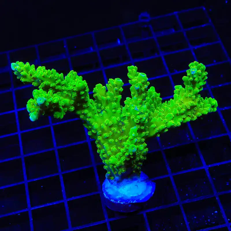 Green Slimer Stag Acropora XL Frag Coral - TSA Coral