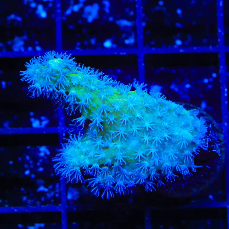 TSA Polydactyla Leather Coral - TSA Coral