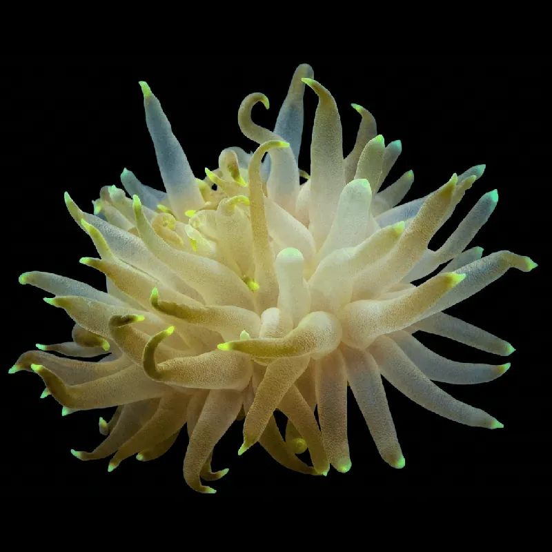 Ultra Glow Tip Condylactis Anemone - TSA Inverts