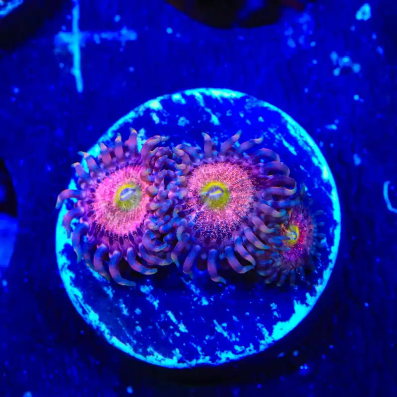 TSA Chong Bong Zoanthids Coral - TSA Coral