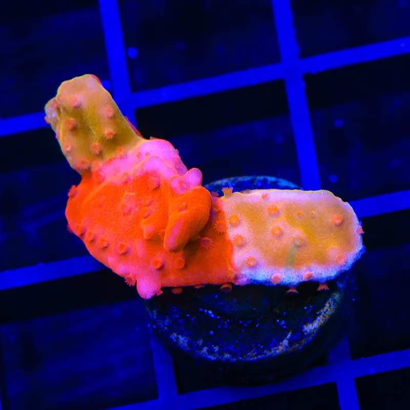 TSA Sunny D Splash Grafted Setosa Montipora Coral - TSA Coral