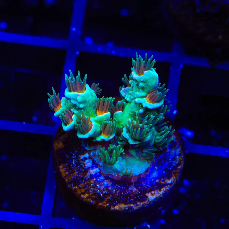TSA Captain Planet Tenuis Acropora Coral - TSA Coral