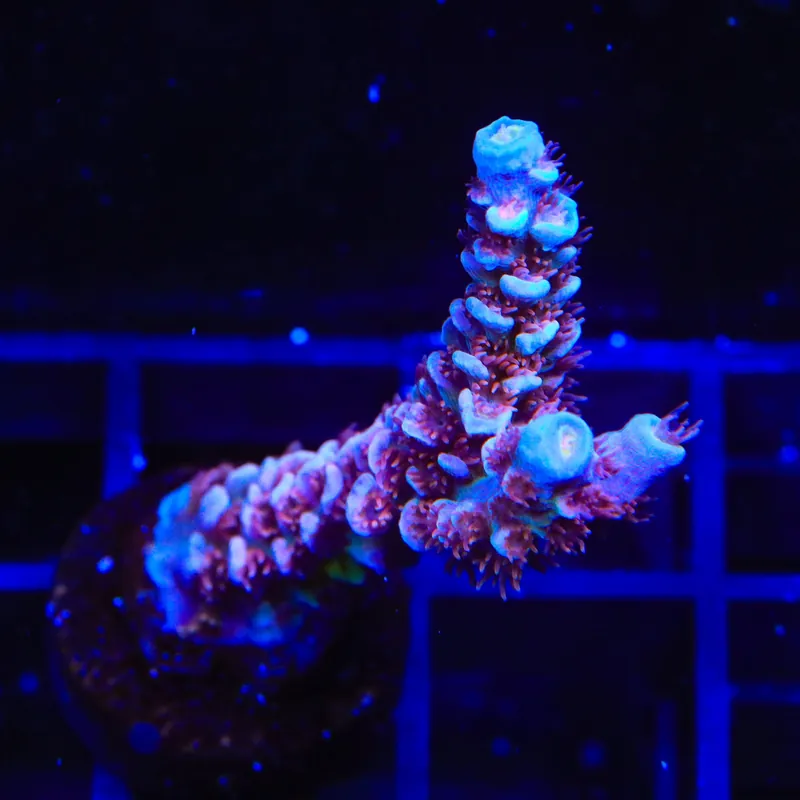 TSA Blueberry Mai Tai Tenuis Acropora XL Frag Coral - TSA Coral