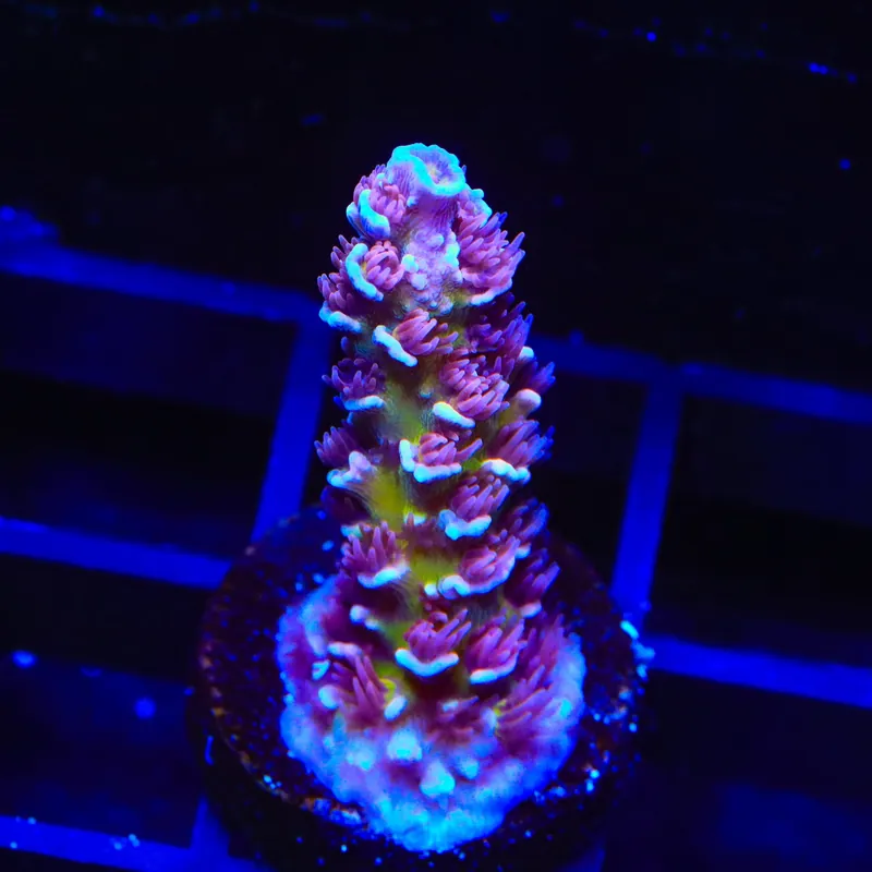 TSA Nebula Tenuis Acropora Coral - TSA Coral