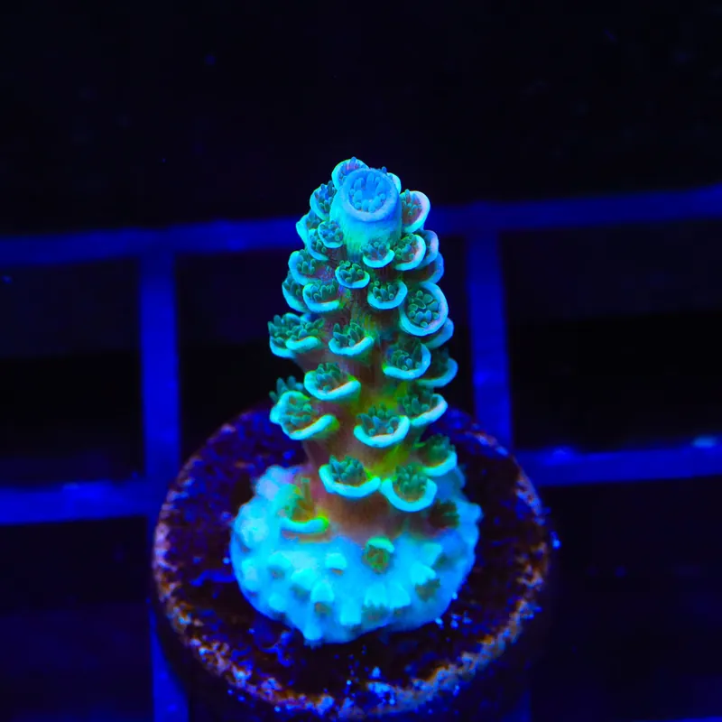 TSA Pixie Pop Acropora Coral - TSA Coral