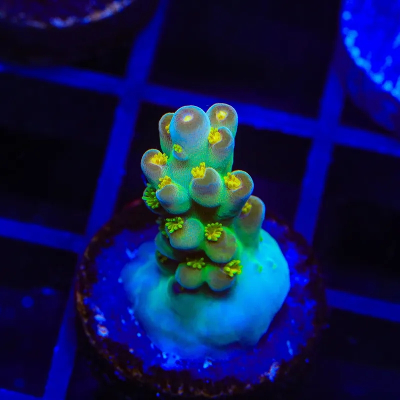 CCH Icarus Acropora Coral - TSA Coral