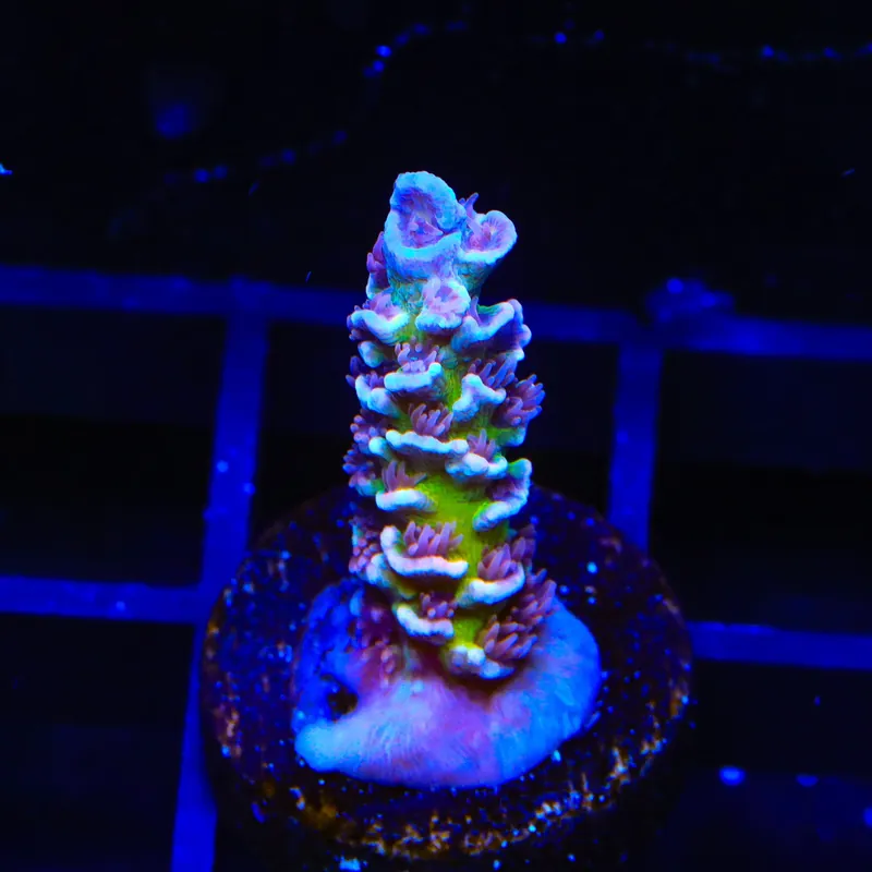 TSA Blueberry Mai Tai Tenuis Acropora Coral - TSA Coral