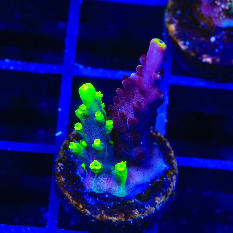 Grafted JF Fox Flame Acropora Coral - TSA Coral