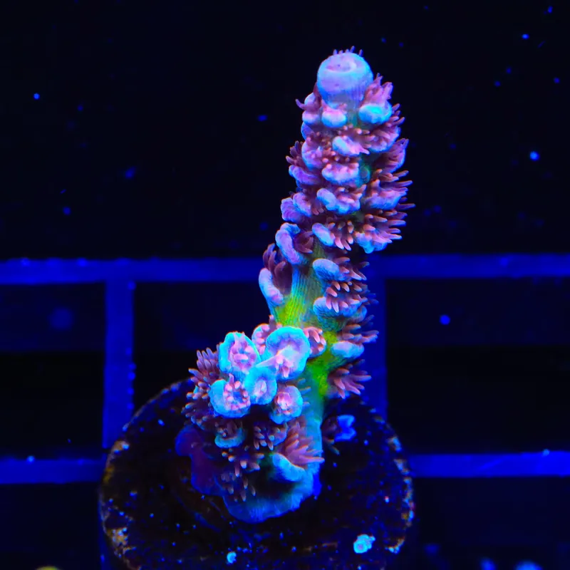 TSA Nebula Tenuis Acropora Coral - TSA Coral