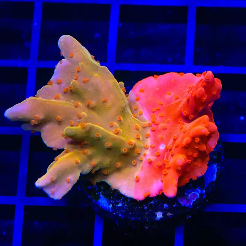 TSA Sunny D Splash Grafted Setosa Montipora Coral - TSA Coral