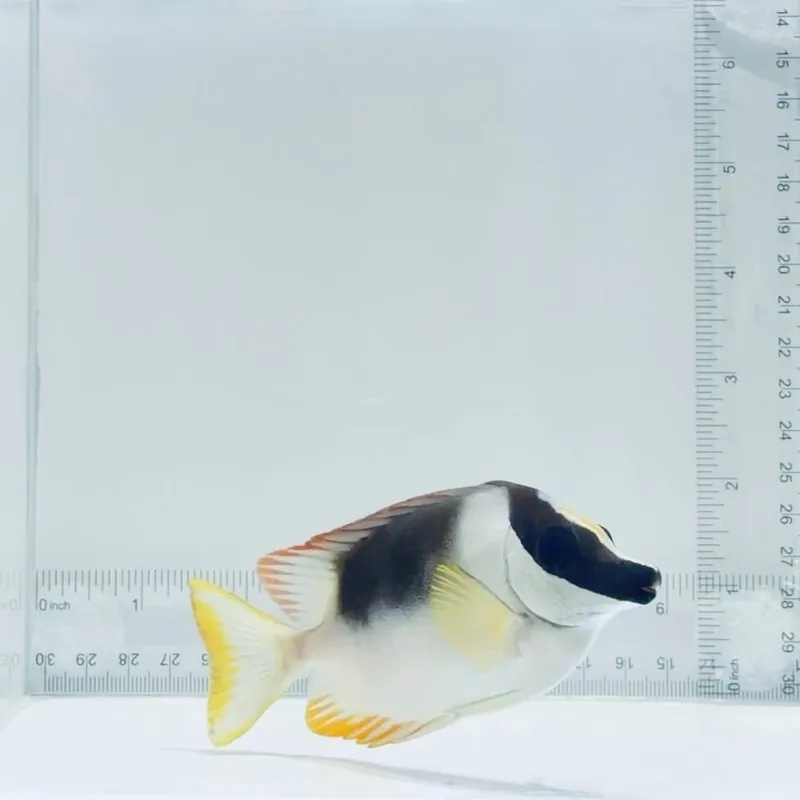 Magnificent Foxface - TSA Fish