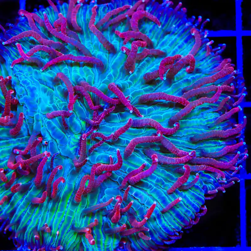TSA Cosmic Burst Aquacultured Plate Coral - TSA Coral