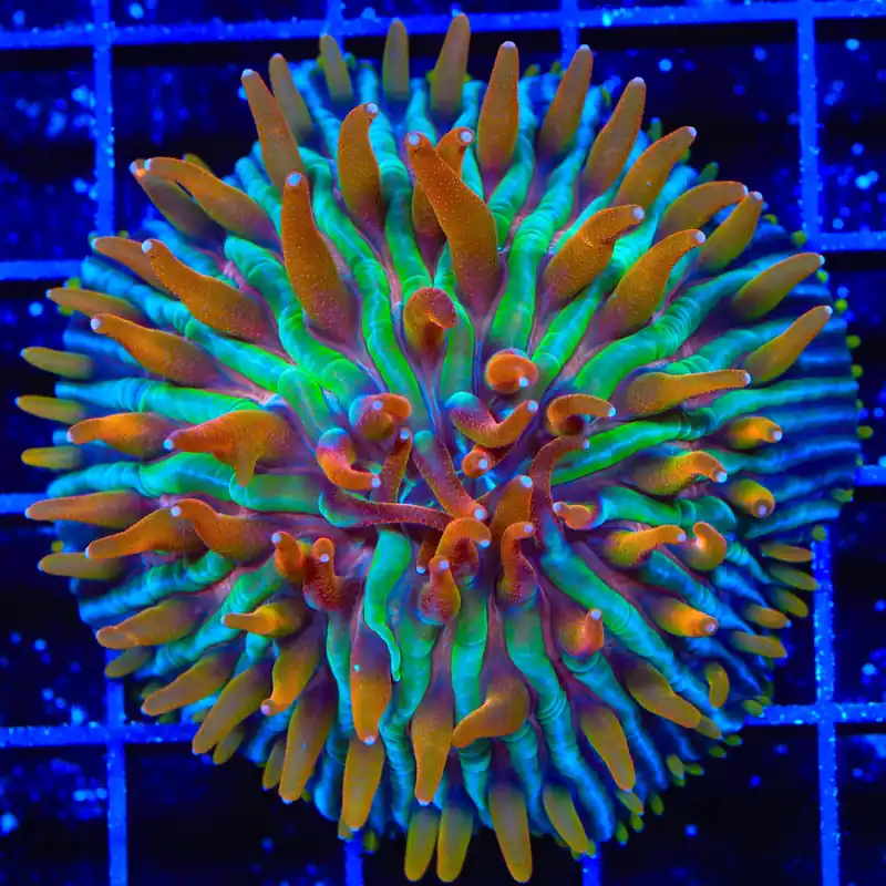 TSA Rainbow Blanka Aquacultured Plate XL Frag Coral - TSA Coral