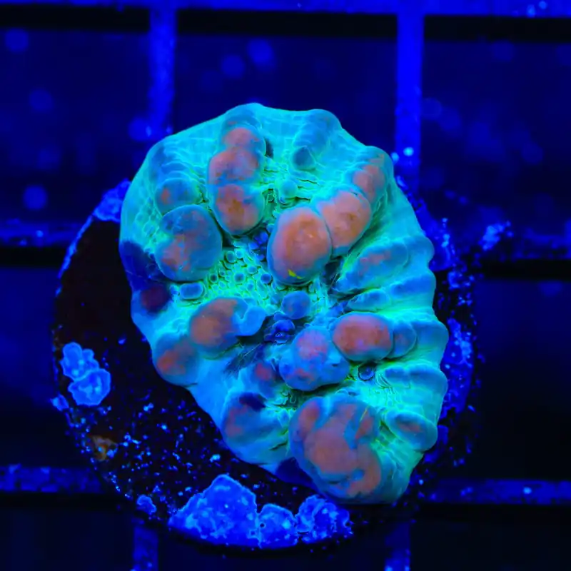 Teal Cosmic Candy Bounce Chalice Coral - TSA Coral