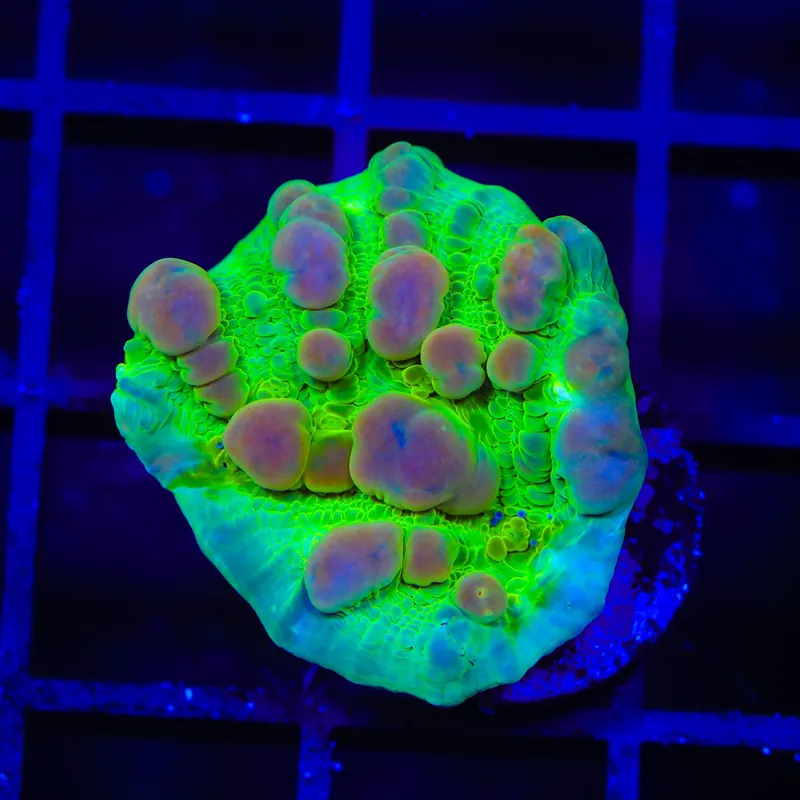 Neon Cosmic Candy Bounce Chalice Coral - TSA Coral