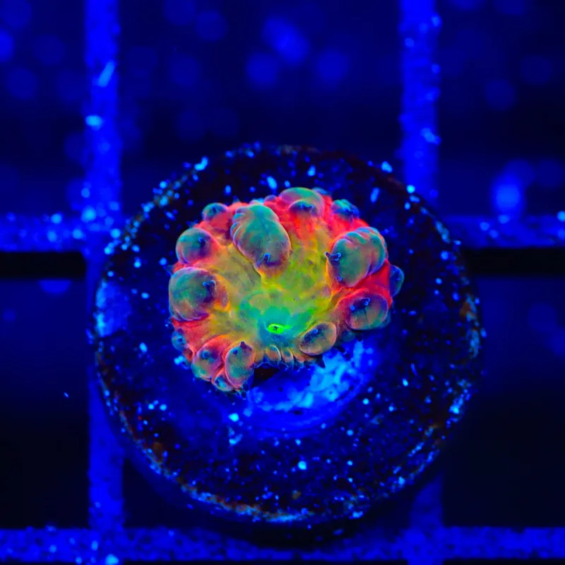 BSA Titty Twister Blastomussa Coral - TSA Coral