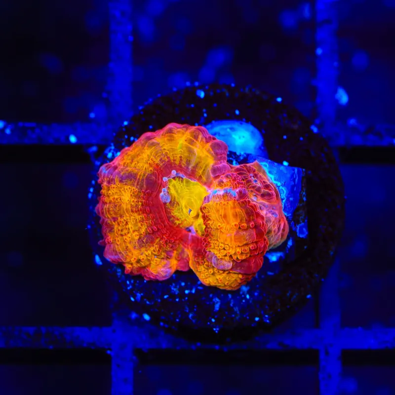TSA Dipped in Fire Micromussa Acan Coral - TSA Coral