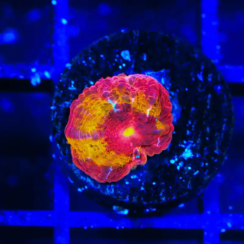 TSA Dipped in Fire Micromussa Acan Coral - TSA Coral